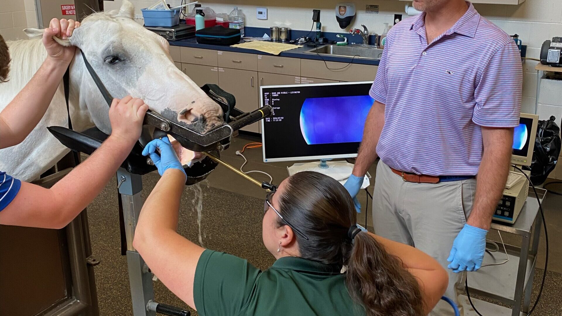 Veterinarians examining a horse in a lab setting