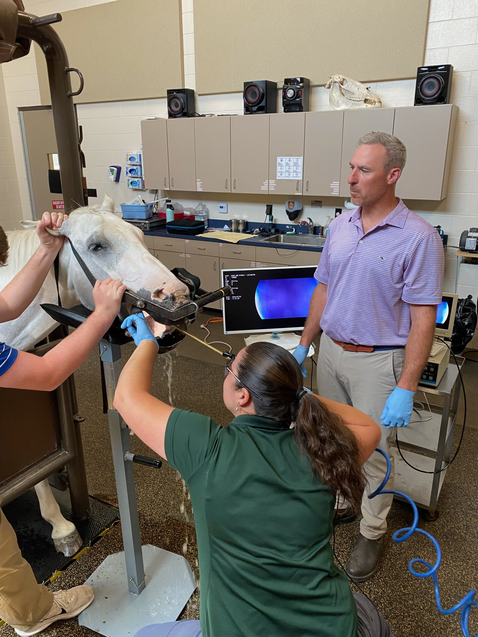 Veterinarians examining a horse in a lab setting