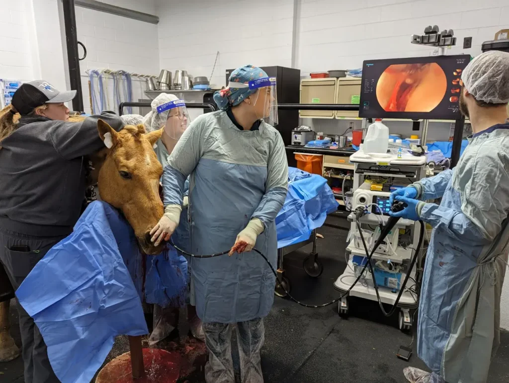 Veterinarians performing medical procedure on horse in clinic