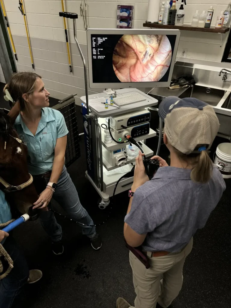 Veterinarians examining horse using endoscopy equipment