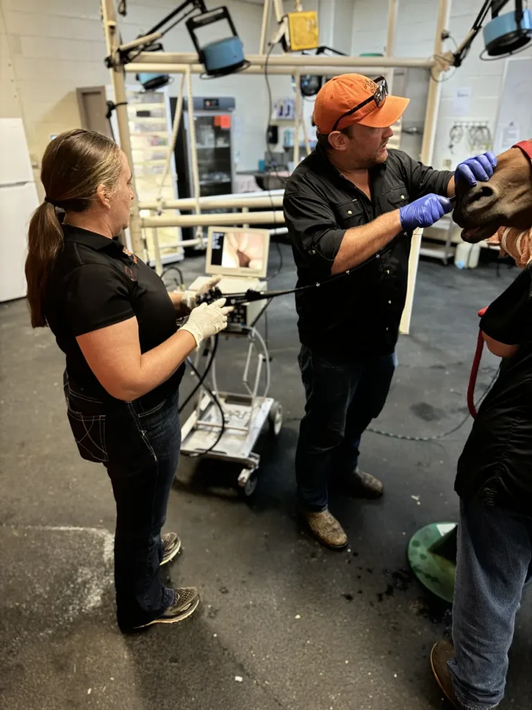 Veterinarians examining horse in clinic workshop