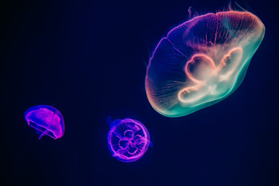 Colorful jellyfish floating in dark underwater