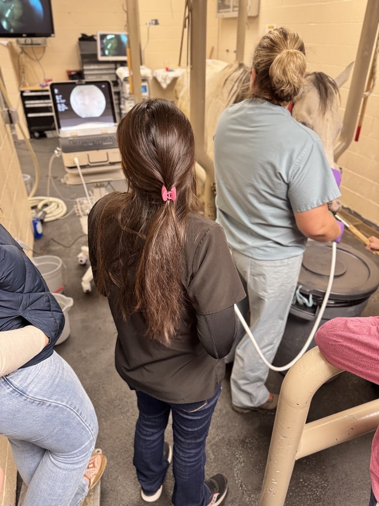 Veterinary team examining horse displayed on monitors