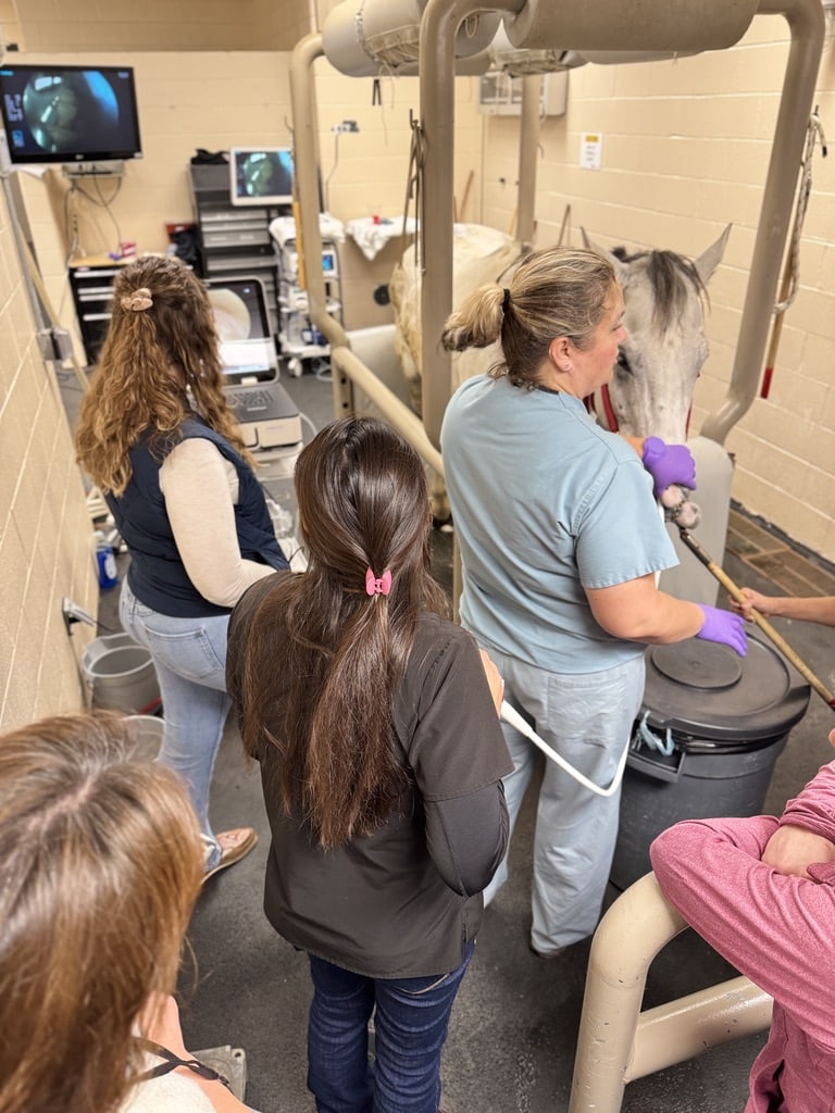 Veterinarian and trainees conducting equine ultrasound