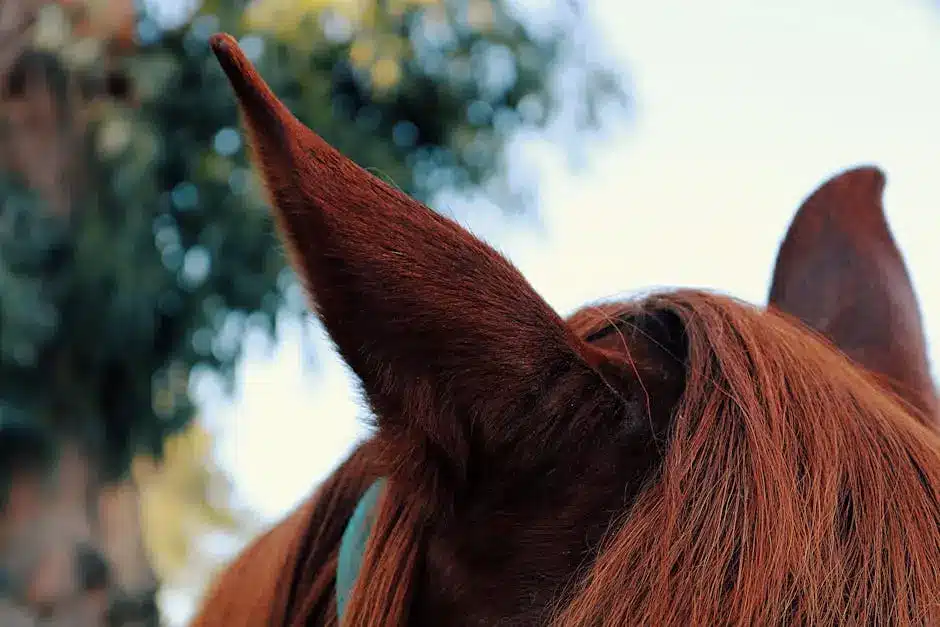 Close-up of brown horse's ear and mane