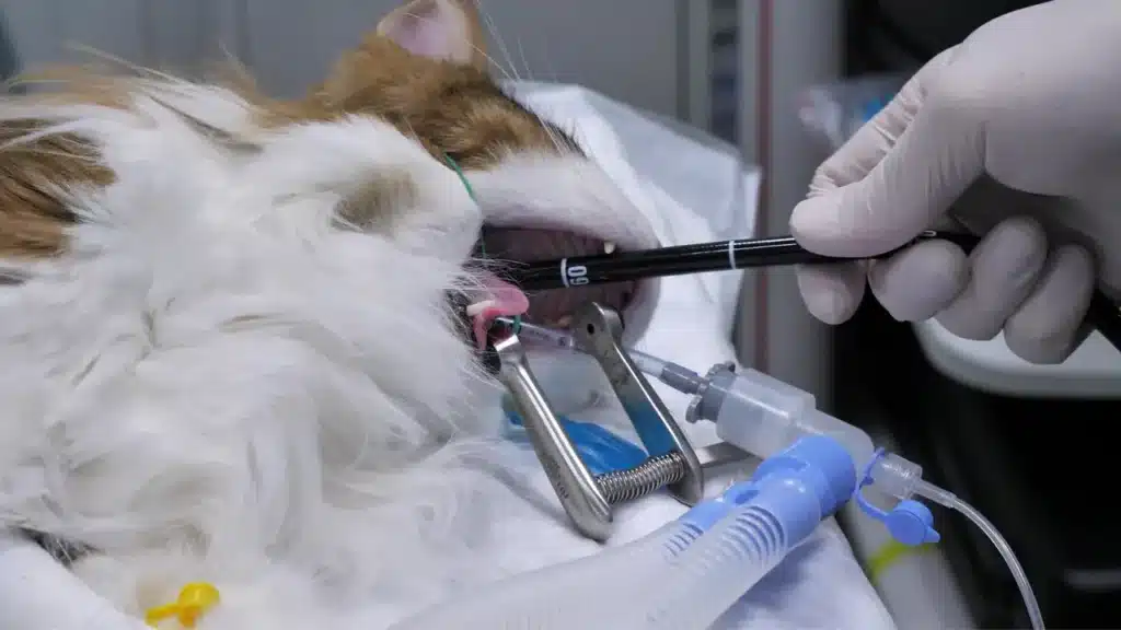 Veterinarian performing dental procedure on anesthetized cat