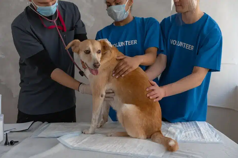 Veterinarian and volunteers examining a dog at clinic