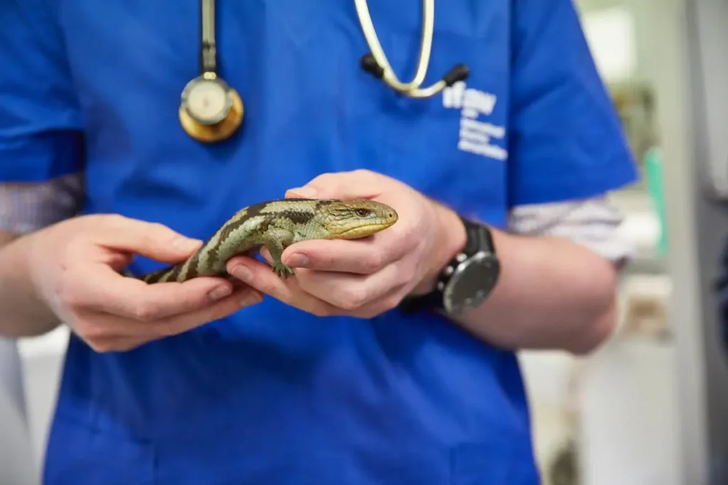 Veterinarian holding a lizard in clinic