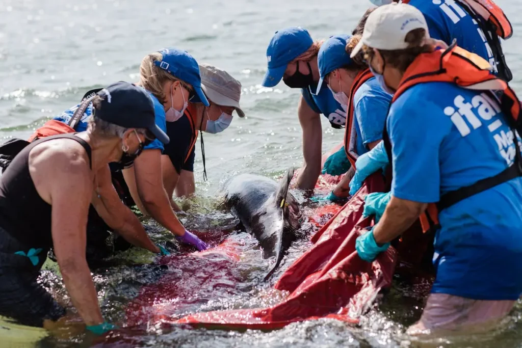 Volunteers rescuing a stranded dolphin at the shore