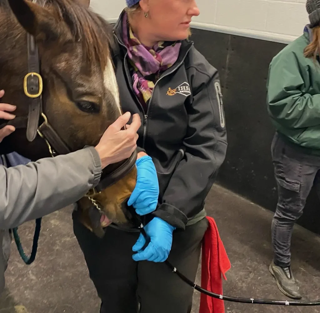 Veterinarian examining horse in stable, wearing gloves