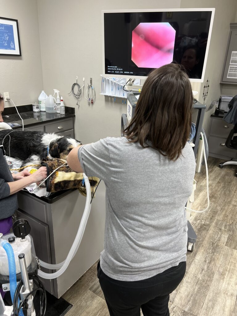 Veterinarian performing endoscopy on dog in clinic