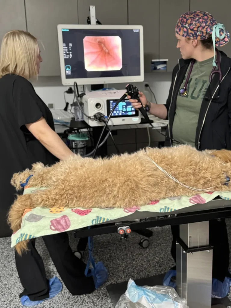 Veterinarians performing endoscopy on a fluffy dog.