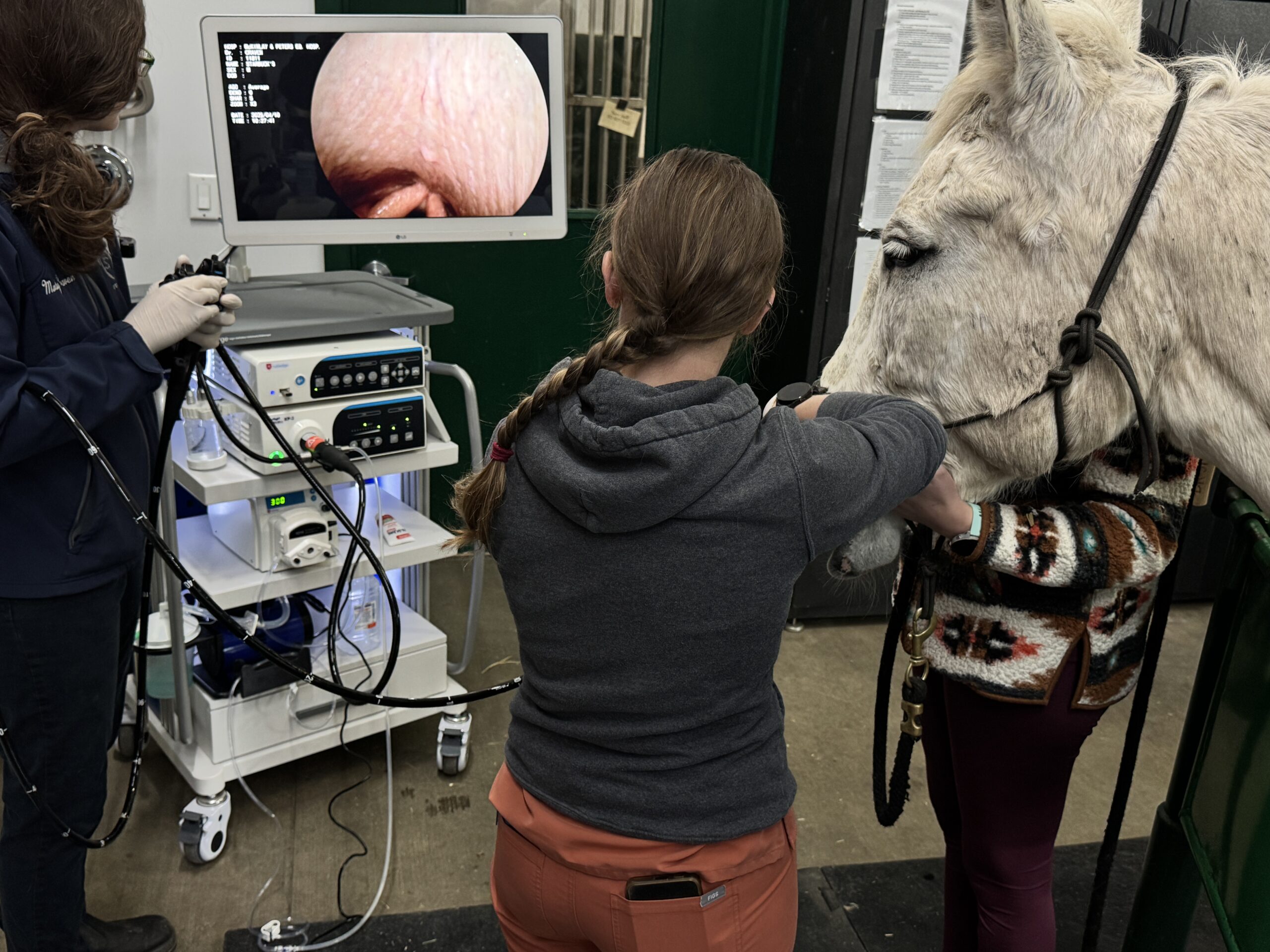 Veterinarian performing endoscopy on a horse with monitor display