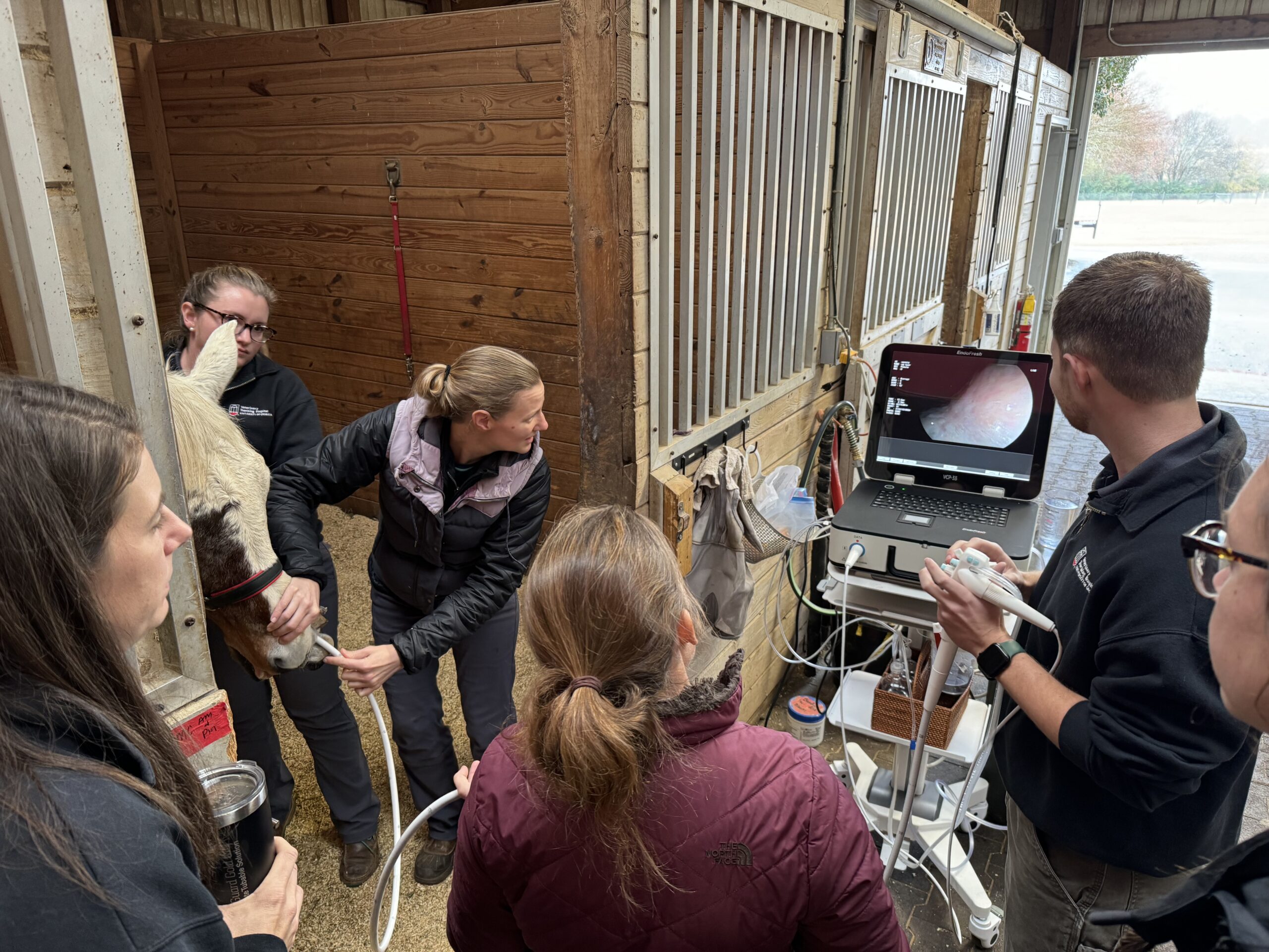 Veterinarians examining horse using endoscopy in stable.