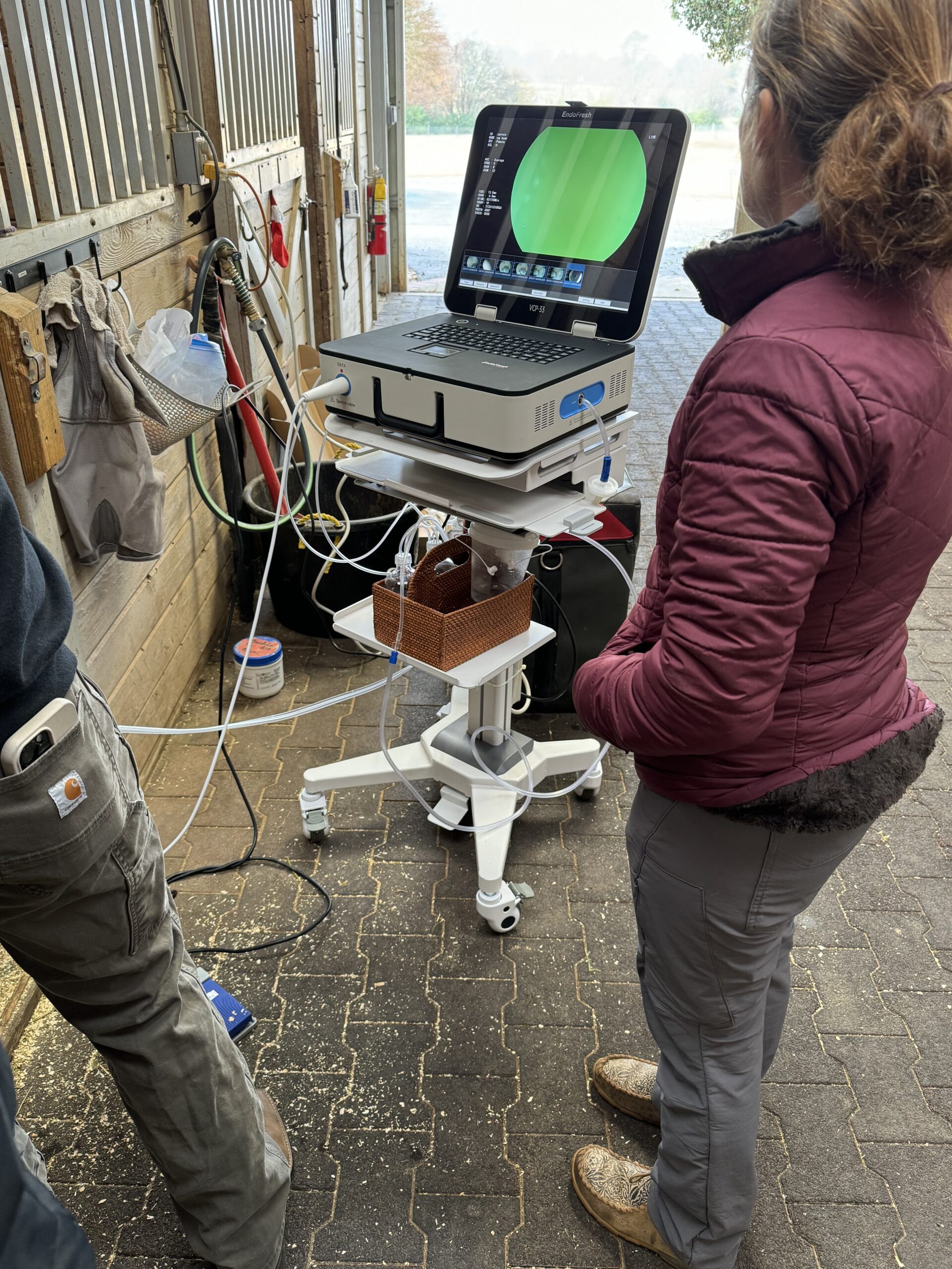 Veterinary ultrasound imaging in a stable setting