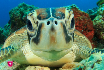 Close-up of a sea turtle underwater near coral