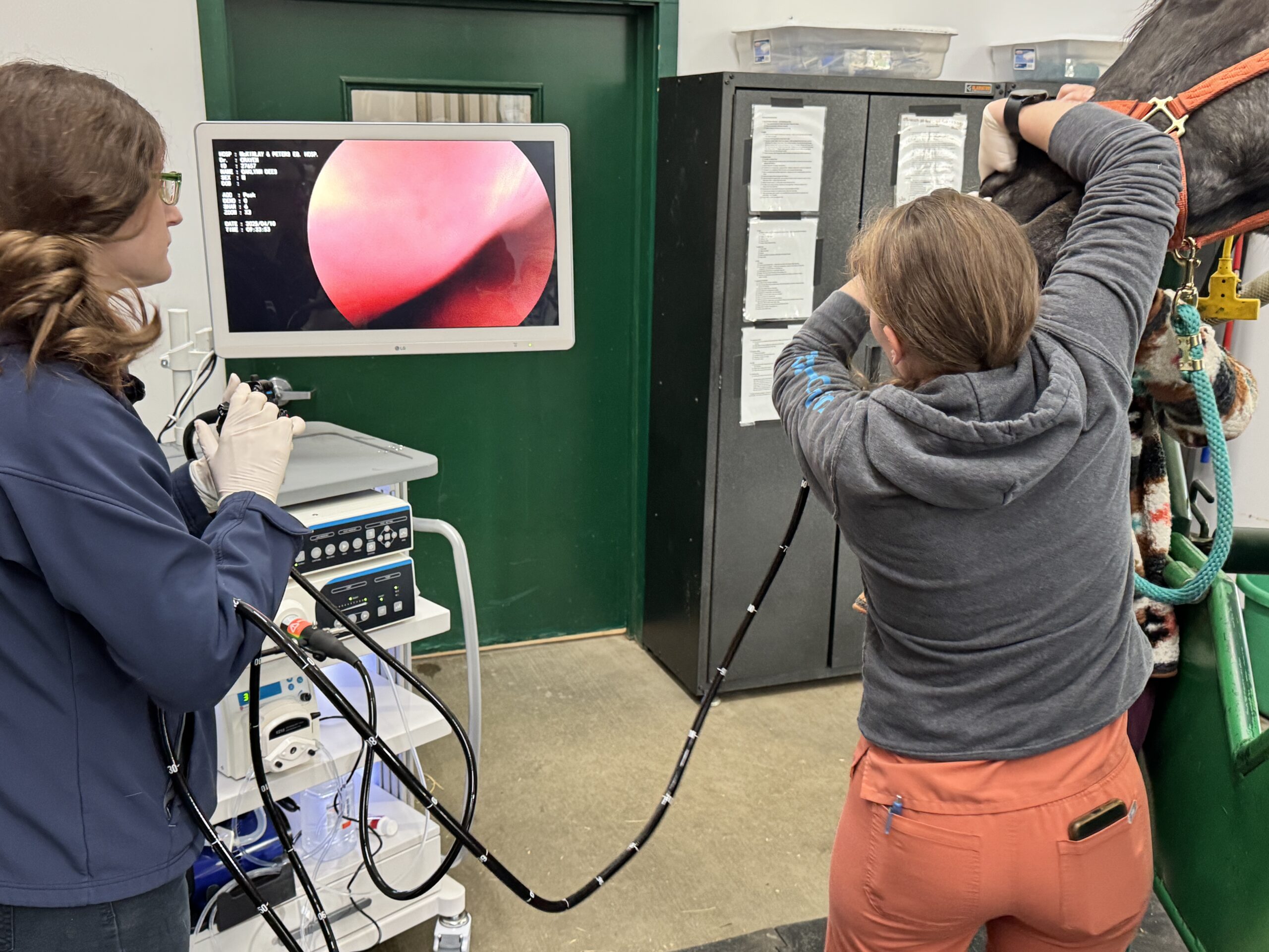 veterinary endoscopy; veterinary endoscope; veterinary endoscopy equipmentanimal endoscopy; veterinary endoscopy systems; veterinary endoscope sales and service; flexible veterinary endoscopes; rigid veterinary endoscopes; buy veterinary endoscope system online; veterinary endoscopy solutions for equine and small animal; portable veterinary endoscope systems; high-definition veterinary endoscope for animal hospitals