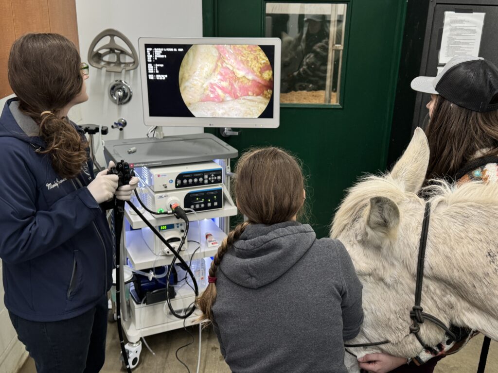 endoscopy, equine, facility, facility planning, hospital design, internal medicine, medicine, practice design, small animal, veterinary ergonomics, veterinary endoscopy