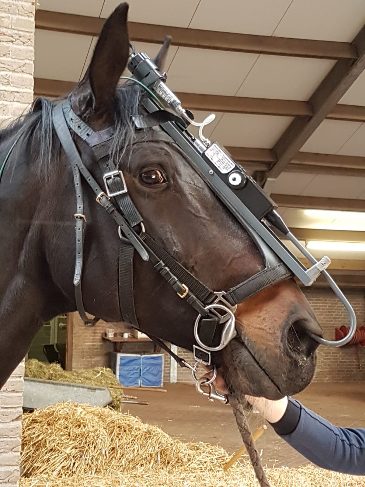 equine dynamic endoscope