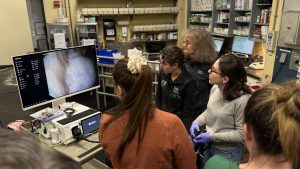 Veterinary team watches equine endoscopy procedure on monitor